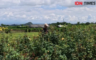 Mengapa Bunga Cepat Layu? Hubungan Nutrisi & Ketahanan Iklim