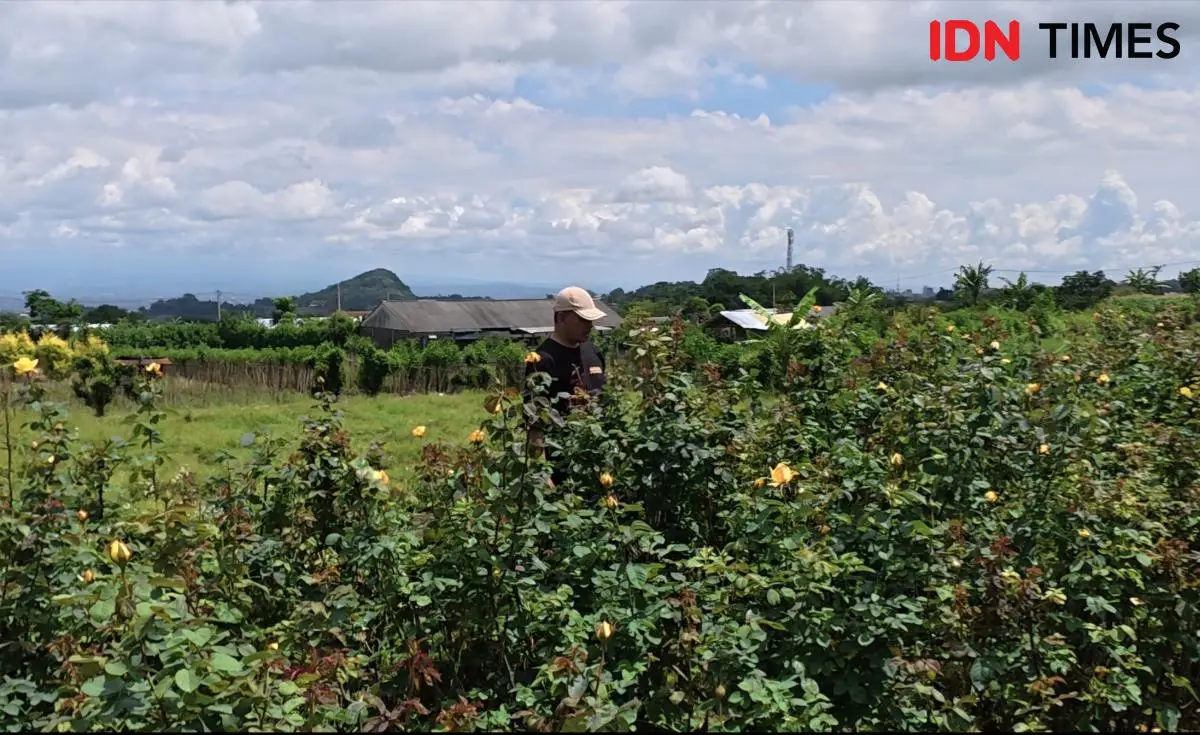 Mengapa Bunga Cepat Layu? Hubungan Nutrisi & Ketahanan Iklim Mengapa Bunga Cepat Layu? Hubungan Nutrisi & Ketahanan Iklim