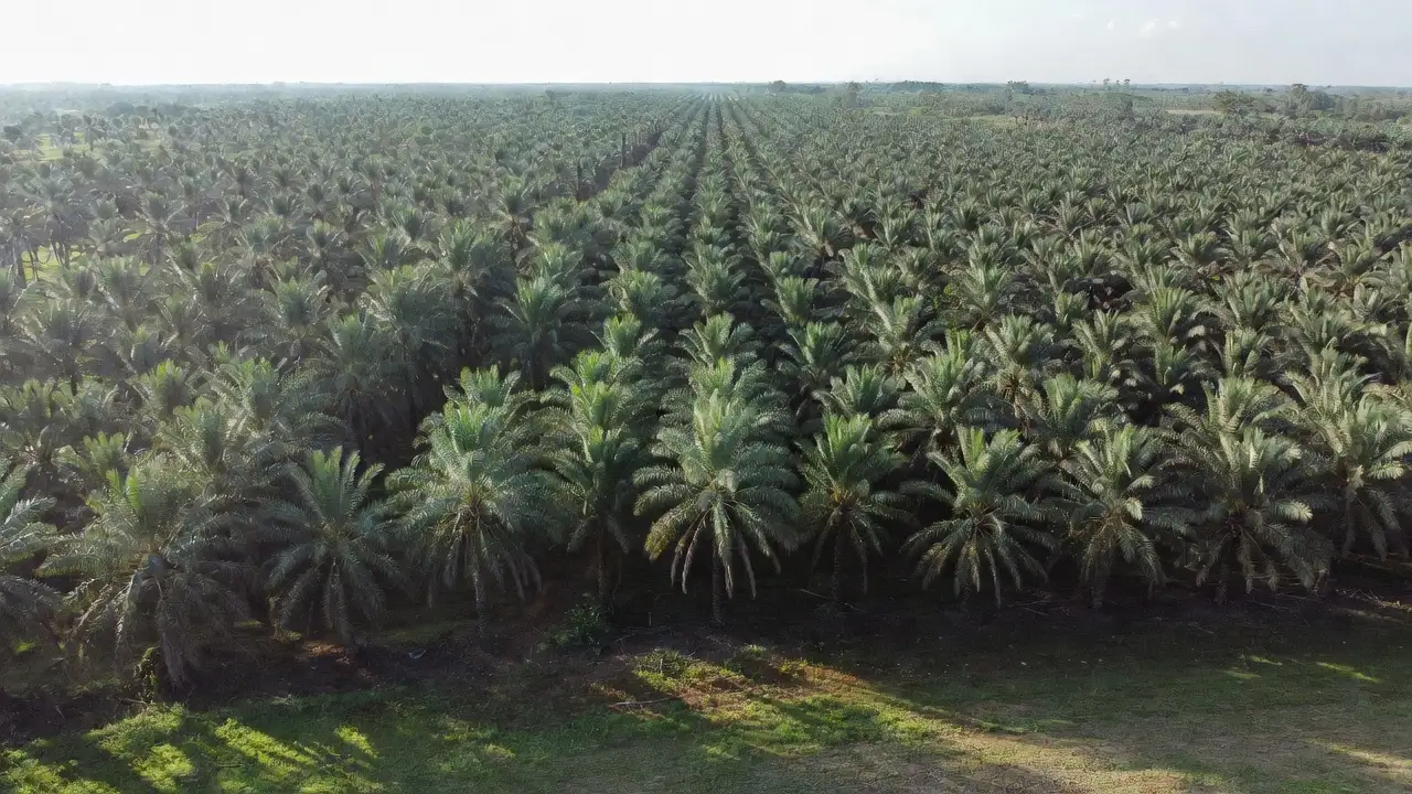 tanaman-perkebunan-dan-industri tanaman perkebunan dan industri
